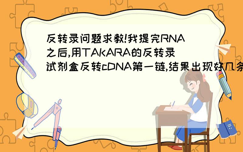 反转录问题求教!我提完RNA之后,用TAKARA的反转录试剂盒反转cDNA第一链,结果出现好几条带,附图如下：