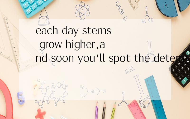 each day stems grow higher,and soon you'll spot the determined buds pushing upwards.中的determined,buds,pushing 和upwards分别是什么意思啊?