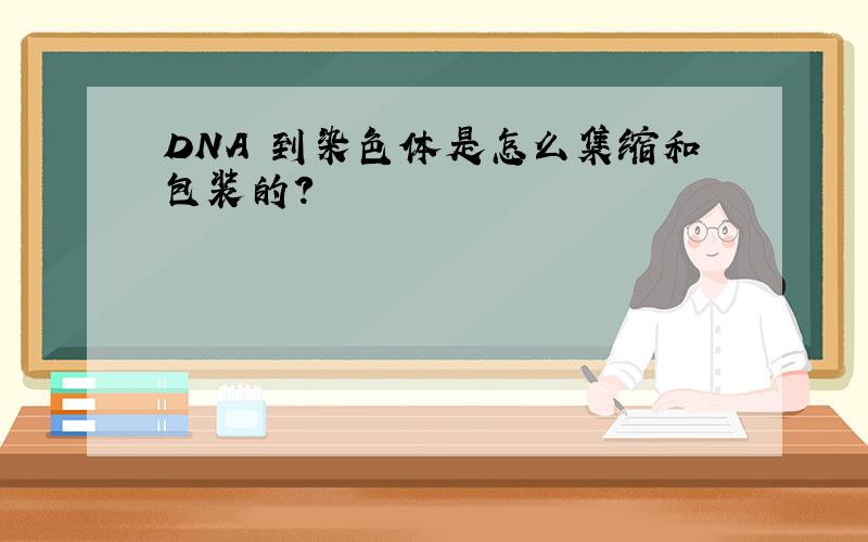 DNA 到染色体是怎么集缩和包装的?