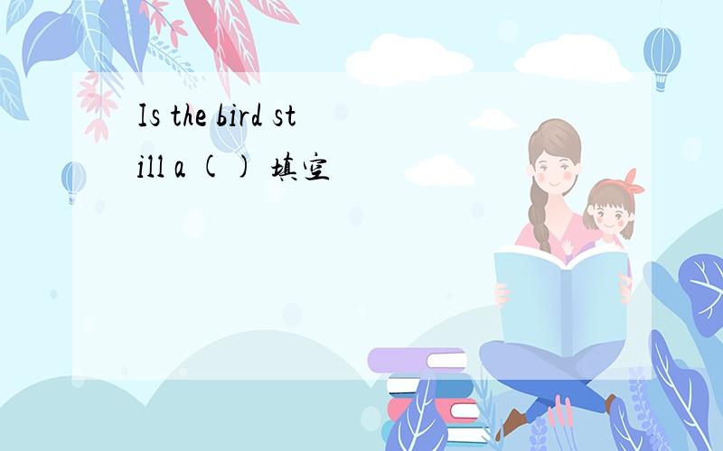 Is the bird still a () 填空