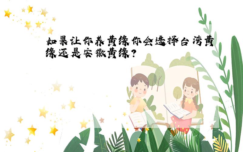 如果让你养黄缘你会选择台湾黄缘还是安徽黄缘?