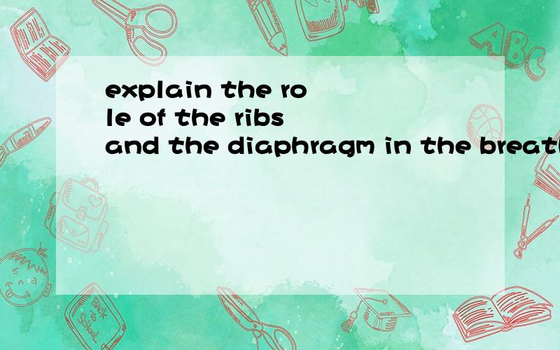 explain the role of the ribsand the diaphragm in the breathing process