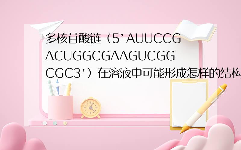 多核苷酸链（5’AUUCCGACUGGCGAAGUCGGCGC3'）在溶液中可能形成怎样的结构?