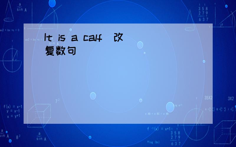 It is a calf(改复数句)