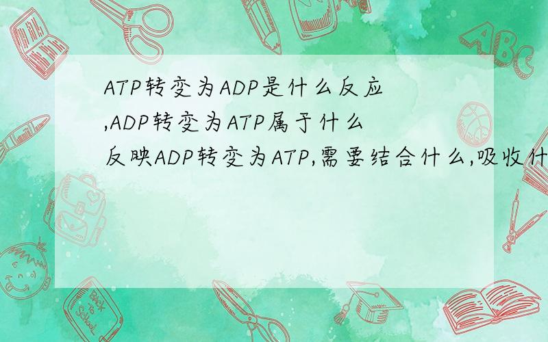 ATP转变为ADP是什么反应,ADP转变为ATP属于什么反映ADP转变为ATP,需要结合什么,吸收什么能或什么能,在什么酶作用下得已完成ATP转变为ADP属于什么反映,释放的能量来自什么而用于什么,反应的场