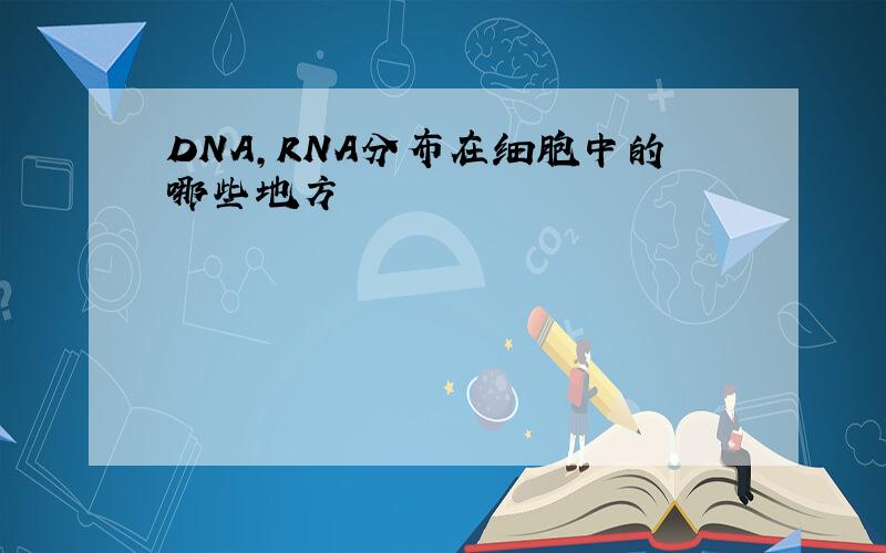 DNA,RNA分布在细胞中的哪些地方
