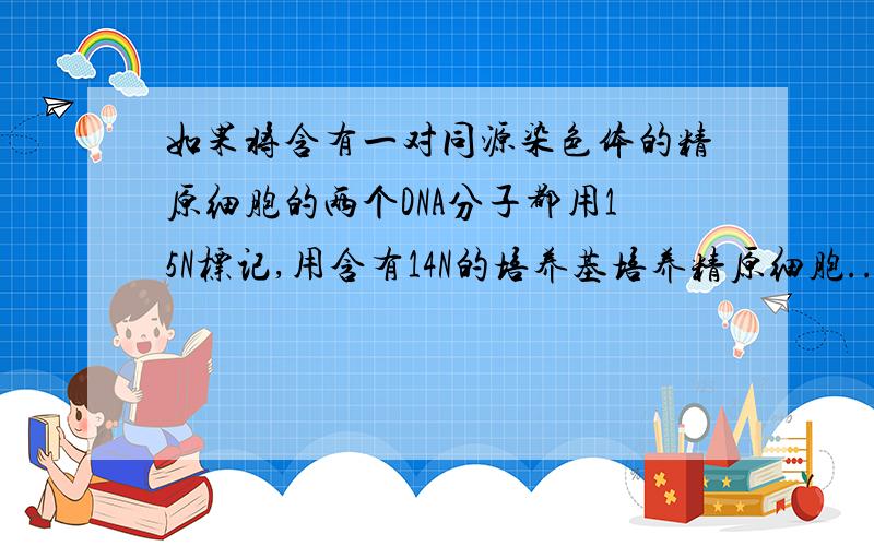 如果将含有一对同源染色体的精原细胞的两个DNA分子都用15N标记,用含有14N的培养基培养精原细胞...如果将含有一对同源染色体的精原细胞的两个DNA分子都用15N标记,用含有14N的培养基培养精