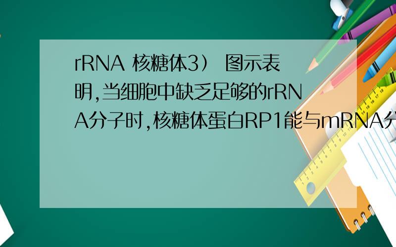 rRNA 核糖体3） 图示表明,当细胞中缺乏足够的rRNA分子时,核糖体蛋白RP1能与mRNA分子上的RBS位点结合,从而导致mRNA （不结合核糖体） ,终止核糖体蛋白的合成.这种调节机制既保证细胞内rRNA与核