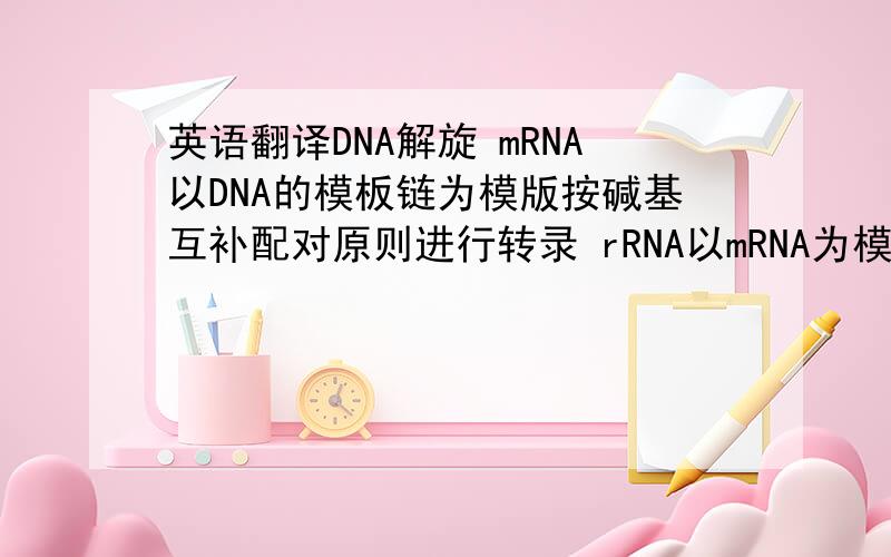英语翻译DNA解旋 mRNA以DNA的模板链为模版按碱基互补配对原则进行转录 rRNA以mRNA为模板按碱基互补配对原则合成氨基酸 这样来说 是DNA的模板链具有遗传信息 还是另一条链具有遗传信息