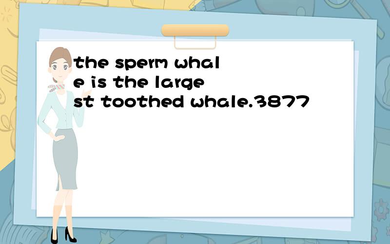 the sperm whale is the largest toothed whale.3877