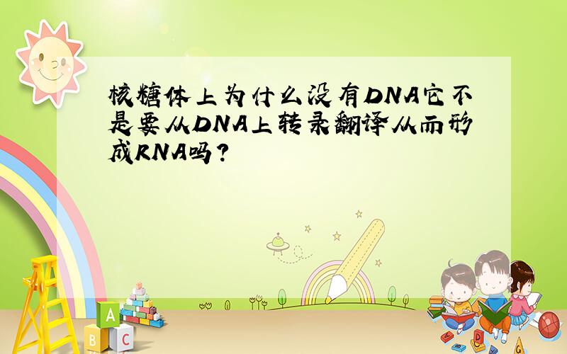 核糖体上为什么没有DNA它不是要从DNA上转录翻译从而形成RNA吗?