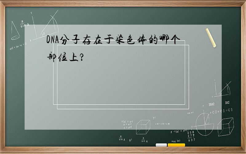 DNA分子存在于染色体的哪个部位上?