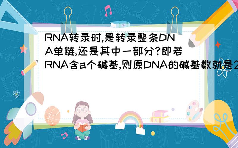RNA转录时,是转录整条DNA单链,还是其中一部分?即若RNA含a个碱基,则原DNA的碱基数就是2a还是大于等于2a?