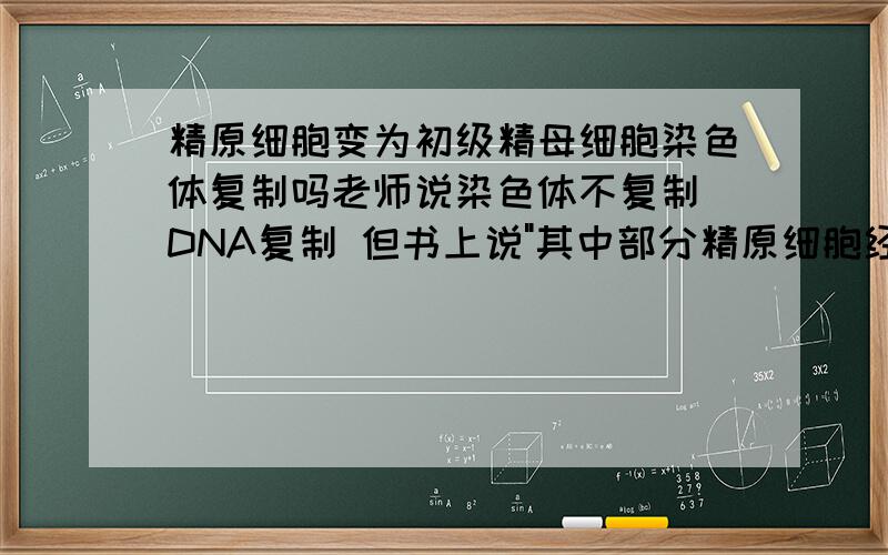 精原细胞变为初级精母细胞染色体复制吗老师说染色体不复制 DNA复制 但书上说